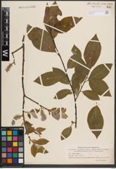 Foto von Salix caprea L.